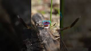 Maratus volansAnimals First shorts birds [upl. by Aron825]