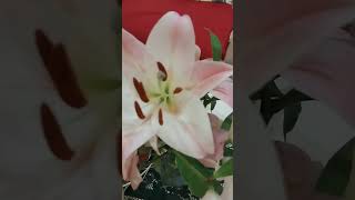 LILIUM CANDIDUM souly shortvideos [upl. by Nasas]