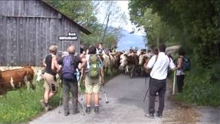 La montée des vaches en alpages VILLARD [upl. by Cynthla]