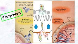 201606  Entamoeba histolytica [upl. by Ahsiuqel186]