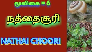 நத்தை சூரி மூலிகைNathai chooriSpermacoce hispidaஅலசல்Alasal [upl. by Lotte28]