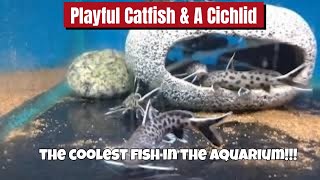 ENERGETIC CATFISH amp A CICHLID 🐟🐟🐟 ULTIMATE AQUARIUM HARMONY 🤩🤩🤩 catfish fish aquarium [upl. by Rebmac]