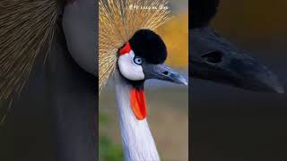 A lady bird wearing a yellow headed flower and red earrings the gray crowned crane arrives Luhan ke [upl. by Danyluk]