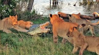 Cornered Crocodile is Forced to Attack 5 Lions [upl. by Daeriam271]