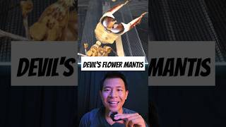 Devils Flower Mantis mantis bugs flowers wildlife youtubeshorts shorts subscribe [upl. by Eojyllib]