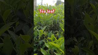 tealeafvandiperiyargodsowncountry [upl. by Uot]