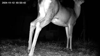 deer in our yard [upl. by Stedt]