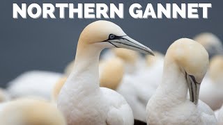 Northern Gannet  Diving that will leave you speechless [upl. by Lechar]