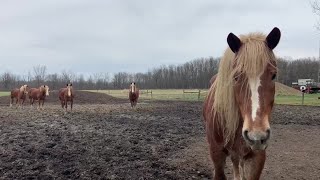 Horses relax at Kelkenberg Farm [upl. by Ranchod]