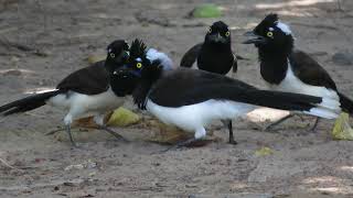 Whitenaped Jays are hungry Cyanocorax cyanopogon [upl. by Deadman]