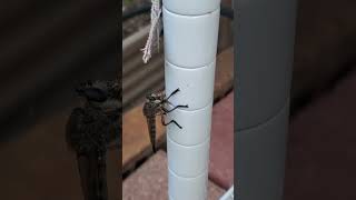 Backyard bug hunt  giant robber fly [upl. by Nnair]