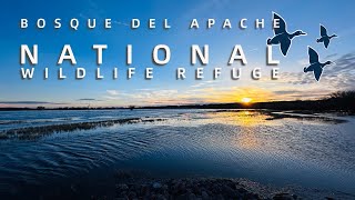 An Impromptu Trip to Bosque del Apache National Wildlife Refuge [upl. by Hamner]