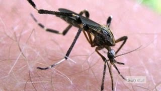 Mega mosquitoes invade Central Florida [upl. by Ynaffat]