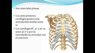 Articulación EsternoCostal [upl. by Naul]