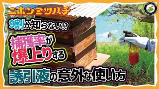 今年の分蜂は早いぞ！【捕獲率爆上がり】誘引液の使い方日本みつばちの養蜂 How to Beekeeping [upl. by Alejna]