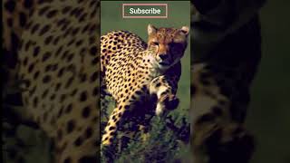 Cheetah sprinting at 120 kmh in Serengeti National Park shorts [upl. by Dnalyr831]