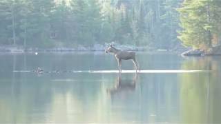 The great Canadian Moose [upl. by Gavette]