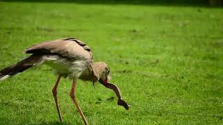 Redlegged Seriema showing snake dispatching skills [upl. by Grochow]