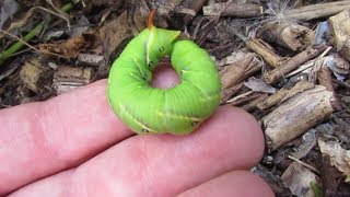 Hawk mothhornworm caterpillar [upl. by Cerallua360]