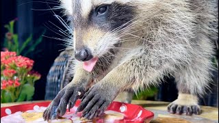 Cute Raccoon Eats Yogurt Bananas and Nuts [upl. by Felicle754]