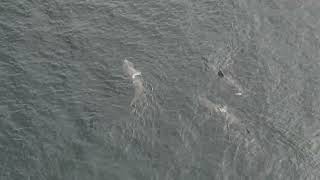 basking sharks nairn scotland [upl. by Flem966]