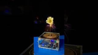 Chamomile flower 🌼 Tesla coil music shorts [upl. by Yonina894]