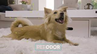 bMOLA UK  Abolishes pet odour [upl. by Con669]