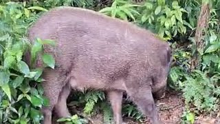 A wild Boar at the side Road [upl. by Mitzie]