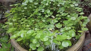 How to propagate water Hydrocotyle verticillata plant [upl. by Squires]