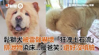 鬆獅犬被雷聲嚇壞狂洩土石流染床 暖爸笑：還好沒噴臉｜寵物｜狗狗｜大便 [upl. by Suirad]