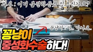 꽁냥이 중성화수술하다   공대생네 가족 [upl. by Aroved]