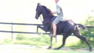 Park Performance tennessee Walking Horse Stud 6 years old FOR SALE [upl. by Jolenta885]