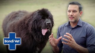 Its a Slobber Attack Gerardo Helps Huge Friendly Dog With Weight Issues  Bondi Vet [upl. by Bevash]