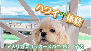 アメリカンコッカースパニエル 子犬 ＊ ハワイのビーチカフェでくつろぐアメコカのパピー♪かまどご飯も食べたよ [upl. by Margit]