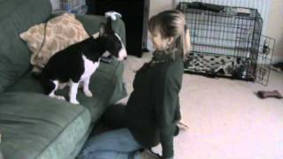 English bull terrier funny five minutes 4  5 months old [upl. by Eelyek]