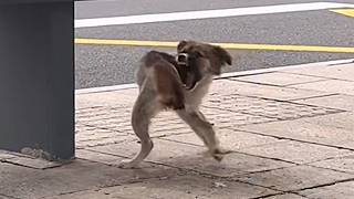 A stray dog having lost his tail tries to ease pain by circling near a bus stop Will help come [upl. by Gazzo]