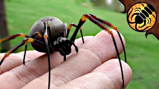 BIG Gentle Spider Australian Golden Orbweaver [upl. by Ahsiemal]