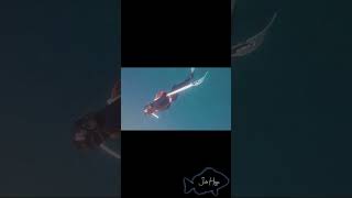 Spearfishing South florida [upl. by Naldo]