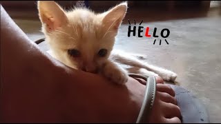 Kittens Reaction When Its Flip Flops Are Taken Away [upl. by Coop56]