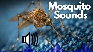 Mosquito Sound Effects Buzzing  Flying  No Copyright [upl. by Grail]