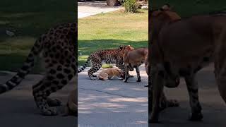 Leopard Enters City Looking for Prey and Meets Two Dogs anime wildlife leopard dog [upl. by Natka]