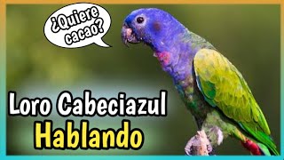 LORO CABEZA AZUL Hablando  Cuidados comida Pionus Cabeciazul [upl. by Anaerb]