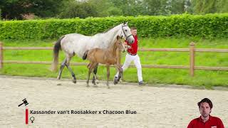 Kassandra vh Reukenis Z Kassander vant Roosakker x Chacoon Blue [upl. by Barny]