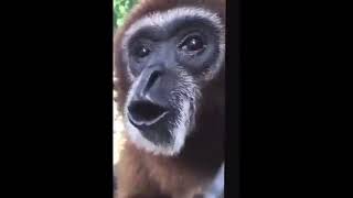 Monkey appears spins and then screams [upl. by Leandro]