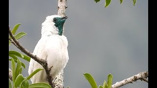 O canto da araponga  The song of Barethroated Bellbird Procnias nudicollis [upl. by Dulcine356]