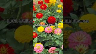 How To Collect Zinnia Seeds 🥰youtubeshorts subscribe FlowersloversChannel [upl. by Hogg]