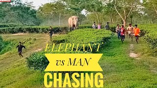 ELEPHANT vs MAN CHASING 28 October 2024 [upl. by Eehsar]