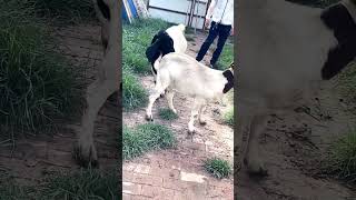 good enjoy short morning goats village life 178 [upl. by Ennayoj]