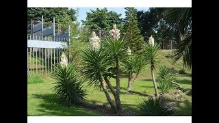 Yucca gloriosa Variegata Daga española [upl. by Gregoire]