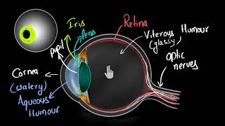 Structure of human eye Hindi  Human eye and the colourful world  Physics  Khan Academy [upl. by Batchelor]